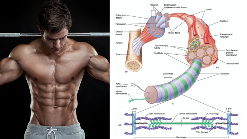 muscle growth science